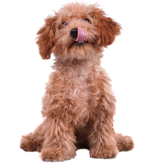 Perro