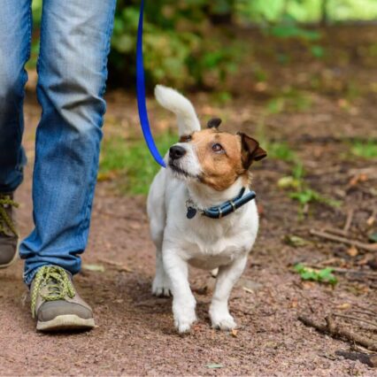 Paseos con tu mejor amigo
